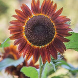 Egrow,Sunflower,Seeds,Garden,Decoration,Plants,Potted,Flower,Seeds