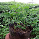 Egrow,Moringa,Seeds,Garden,Plants,Seeds,Garden,Decoration