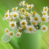 Egrow,Exotic,Chamomile,Bonsai,Seeds,Flower,Plant,Outdoor,Indoor,Blooming,Garden,plant