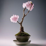 Egrow,Sakura,Seeds,Sakura,Cherry,Blossom,Garden,Flower,Bonsai,Indoor,Flowers,Plants