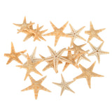 20Pcs,Starfish,Shell,Landscape,Beach,Wedding,Crafts,Making,Decorations