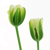 Egrow,10Pcs,Perennial,Perfume,Tulip,Mixed,Color,Tulip,Flower,Bonsai,Seeds,Outdoor,Planting