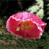 Egrow,Poppy,Seeds,Somniferum,Flower,Bonsai,Garden,plant