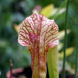 Egrow,Carnivorous,Seeds,Trumpet,Shape,Sarracenia,Flower,Bonsai,Garden,Plant