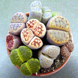 Egrow,100pcs,Graine,Lithops,Pseudotruncatella,Plant,Potted,Stone,Succulentes,Mixture