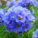 Egrow,Violet,Seeds,Perennial,Polemonium,Flower,Bonsai,Garden,plant