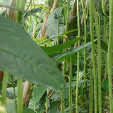 Cowpea,Carob,Ginger,Beans,Hanging,Vegetable,Garden,Seeds