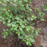 Egrow,Tribulus,Terrestris,Seeds,Tribulus,Terrestris,Semente,Plant,Herba,Tribuli