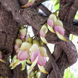 Egrow,Mucuna,Birdwoodiana,Seeds,Flower,Seeds,Garden,Decoration