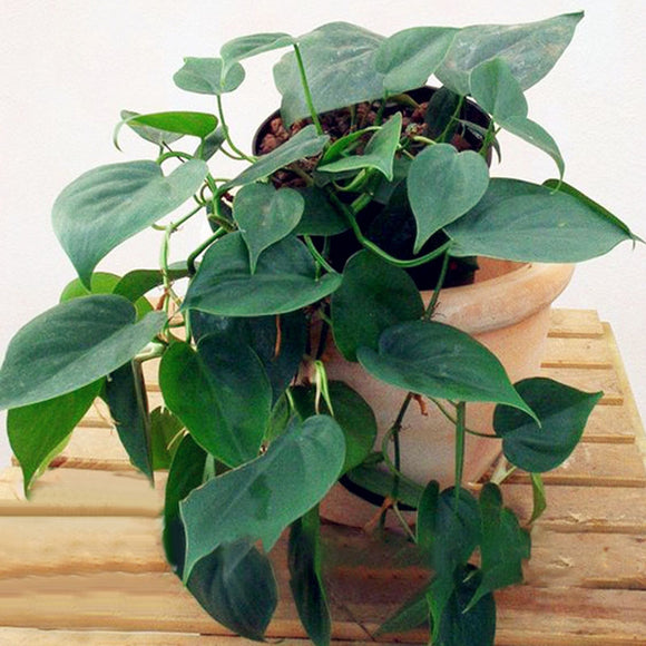 Egrow,Philodendron,Seeds,Philodendron,Bonsai,Indoor,Plants,Radiation,Absorb,Bonsai