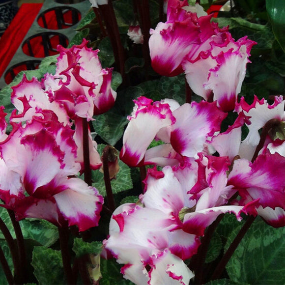 Egrow,Cyclamen,Seeds,Cyclamen,Bonsai,Cyclamen,Floreslings,Plants,Primrose,Flowers,Garden