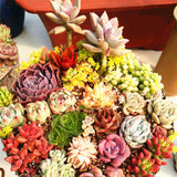 Egrow,Succulent,Seeds,Succulent,Plante,Flower,Bonsai,Living,Stone,Bonsai,Garden,Plant.