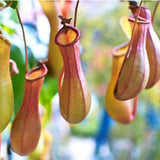 Egrow,50PCS,Nepenthes,Seeds,Potted,Plant,Eating,Mosqutio,Insert,Garden,Outdoor,Flowers,Bonsai