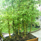 Egrow,Bamboo,Seeds,Decorative,Bamboo,Bonsai,Bonsai,Plant,Garden