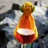 Egrow,Calceolaria,Uniflora,Flower,Seeds,Alpine,Vegetation,Seeds