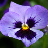 Egrow,100Pcs,Pansy,Seeds,Color,Color,Flower,Bonsai,Potted