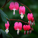 Egrow,10Pcs,Dicentra,Spectabilis,Seeds,Bleeding,Heart,Garden,Plant,Flowers