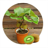 Egrow,100PCS,Thailand,Fruit,Seeds,Flowers,Garden,Edible,Delicious,Bonsai,Fruit,Planting