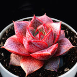 Egrow,Echeveria,Purpusorum,Seeds,Fresh,Succulent,Plant,Garden,Round,Succulent