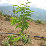 Egrow,Tamarindus,Indica,Seeds,Tamarind,Garden,Plant