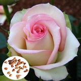 50pcs,White,Seeds,Garden