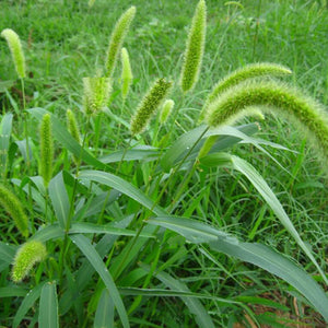 Egrow,Grass,Seeds,Forage,Seeds,Grass,Seeds,Garden,Plants