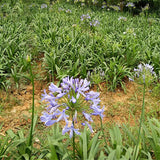 Egrow,Agapanthus,Flower,Seeds,Agapanthus,Africanus,Flower,Seeds,Garden,Decoration