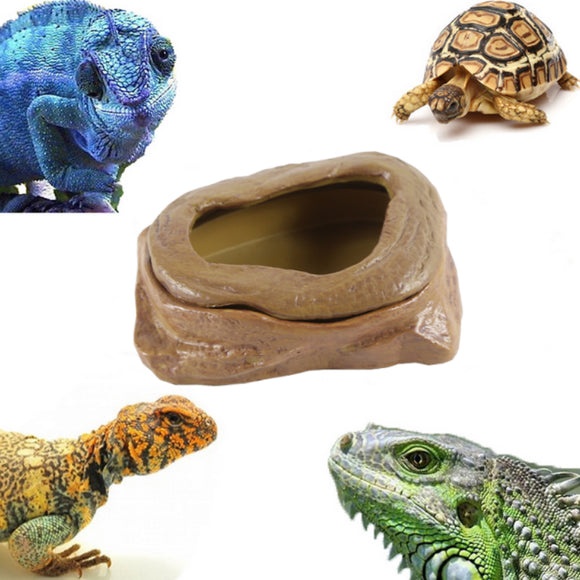 Reptile,Tortoise,Basin,Crawling,Lizard,Guarding,Radiant,Breeding
