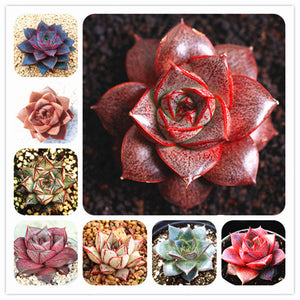 Egrow,Echeveria,Purpusorum,Seeds,Fresh,Succulent,Plant,Garden,Round,Succulent