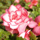 100Pcs,Begonia,Flower,Seeds,Magic,Garden,Bonsai,Flower,Seeds