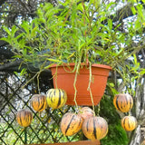 Egrow,Sweet,Melon,Seeds,Melon,Fruit,Plant,Seeds,Garden,Balcony,Vegetable