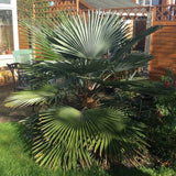 Egrow,Seeds,Trachycarpus,Fruit,Bonsai,Garden,Plant
