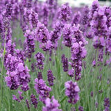 Lavender,Flower,Seeds,Flower,Potted,Plant,Growing,Outdoor