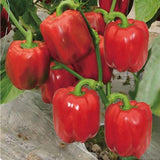 Egrow,Mixed,Yellow,Green,Pepper,Seeds,Colorful,Sweet,Pepper,Seeds,Peppers