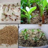 Egrow,Seeds,Thailand,Grafted,Desert,Variegated,Leaves,Garden,Flowers,Adenium,Obesum