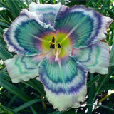 Egrow,Daylily,Seeds,Daylily,Flowers,Hemerocallis,Indoor,Bonsai,Flower,Perennial,Plant,Garden,Supplies