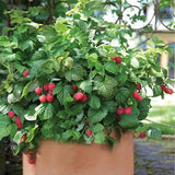 Egrow,Mixed,Color,Raspberry,Seeds,Black,Yellow,Fruit