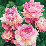 Egrow,Chinese,Peony,Flower,Seeds,Perennial,Paeonia,Suffruticosa,Bonsai,Plants,Garden,Plants