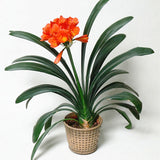 Egrow,Potted,Clivia,Seeds,Miniata,Plant,Gorgeous,Bonsai,Flower,Bonsai,Garden