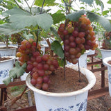 Egrow,Grape,Seeds,Organic,Outdoor,Sweet,Fruit,Succulent,Plants,Indoor,Bonsai