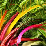 Egrow,Rainbow,Sugarbeet,Seeds,Organic,Vegetable,Garden,plant
