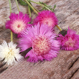 Egrow,Mixed,Cornflower,Seeds,Centaurea,Moschata,Annual,Potted,Helichrysum,Flower,Planting