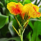 Egrow,Canna,Seeds,Garden,Outdoor,Bonsai,Tropical,Bronze,Scarlet,Flower,Seeds