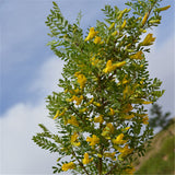 Egrow,Caragana,Korshinskii,Seeds,Caragana,Korshinskii,Plant,Korshinsk,Peashrub