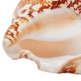 Natural,Shell,Conch,Phoenix,Conch,Coral,Beach,Ornament,Decorations