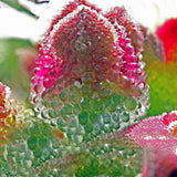 Egrow,Succulent,Plant,Seeds,Flowering,Mesembryanthemum,Crystallinum,Crystalline,Plant