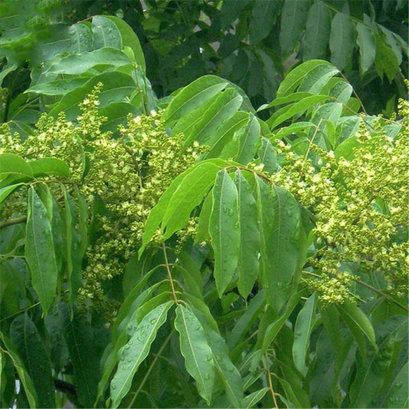 Egrow,Sapindus,Seeds,Sapindus,Semente,Plant,Chinese,Sapindus,Mukurossi,Gaertn