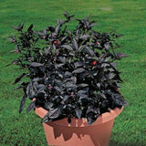 Egrow,Pepper,Seeds,Black,Chilli,Vegetable,Bonsai,Garden,Plant