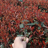 Egrow,Serrulata,Seeds,Photinia,Serrulata,Plant,Robin,Garden,Decoration