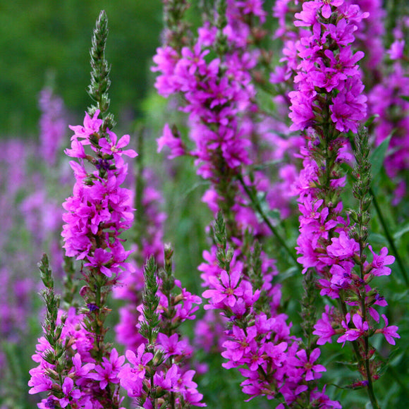 Egrow,Loosestrife,Seeds,Lythrum,Salicaria,Vegetable,Bonsai,Garden,Plant